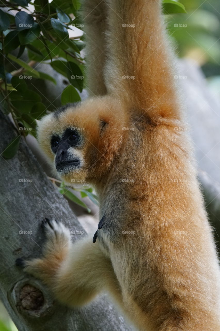 Close-up of gibbon hanging on tree