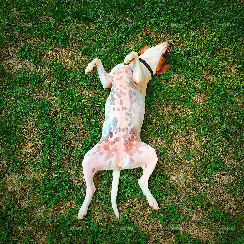 Dog Days of Summer . Caught my family dog, Bailey, taking a nap in the yard on a hot August day in New York. 