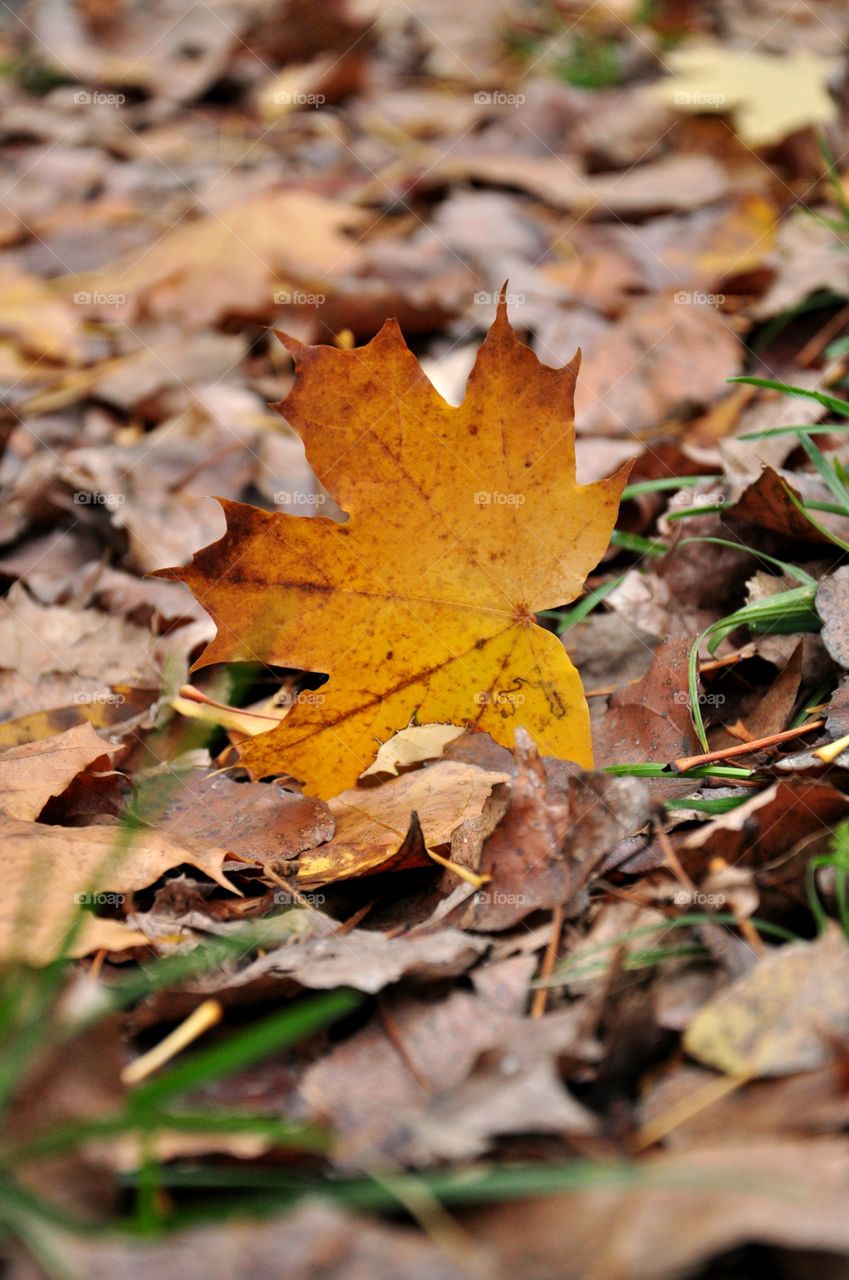 Close-up of maple leaf