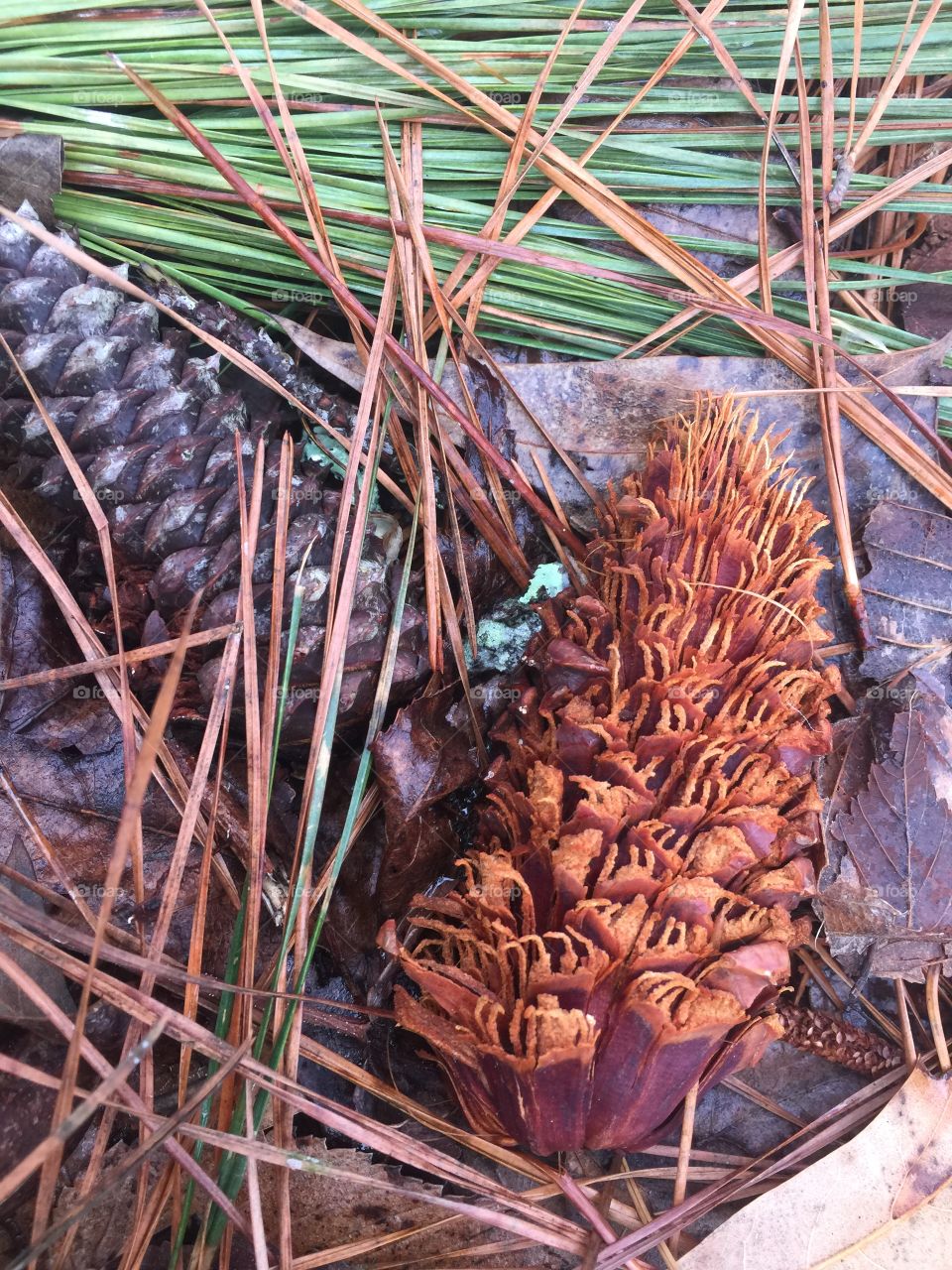 Stages of a pine cone