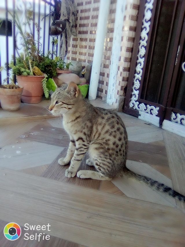 cat in real life