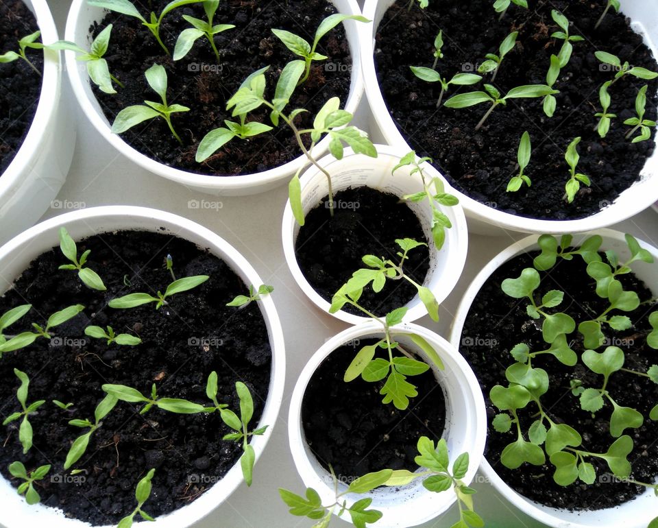 green plants spring gardening