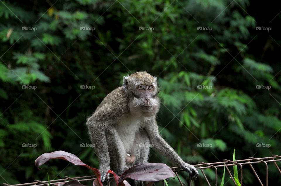 PHOTO STORY: A long-tailed monkey, while looking for food in a garbage can, in the Mount Merapi area, Sleman, Yogyakarta. Tuesday, December 25, 2018.

Photos: 1
