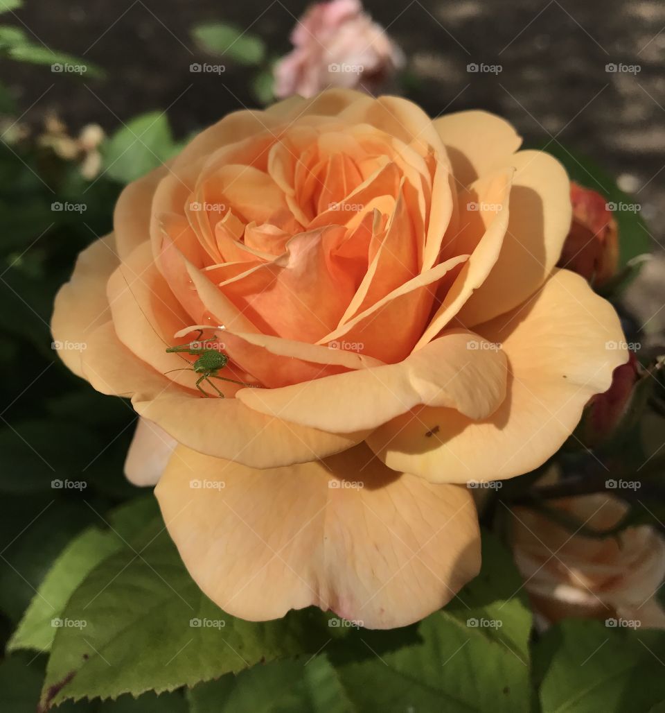 Orange rose with grasshopper