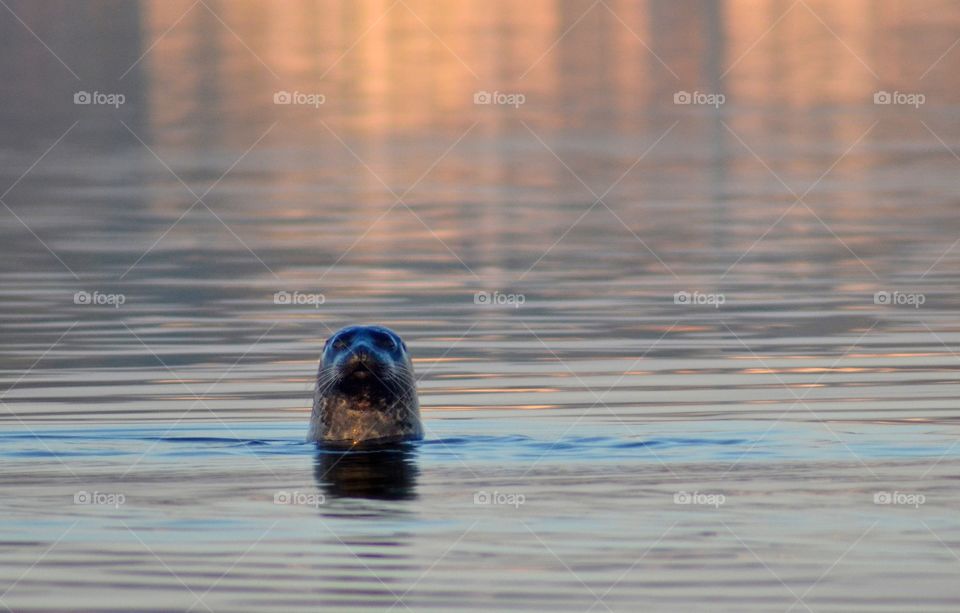 Curious seal II