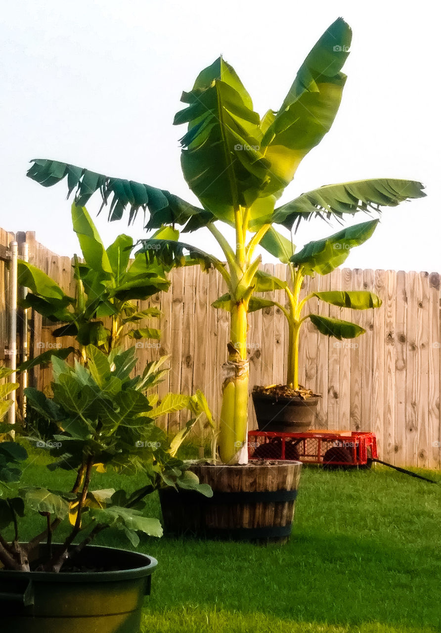 growing banana trees in Oklahoma? Yep ..right in my back yard, now you've seen it all!