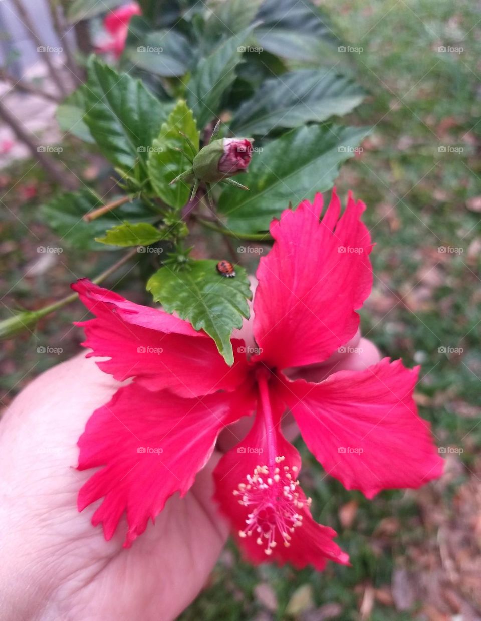 Red hibiscus and ladybug