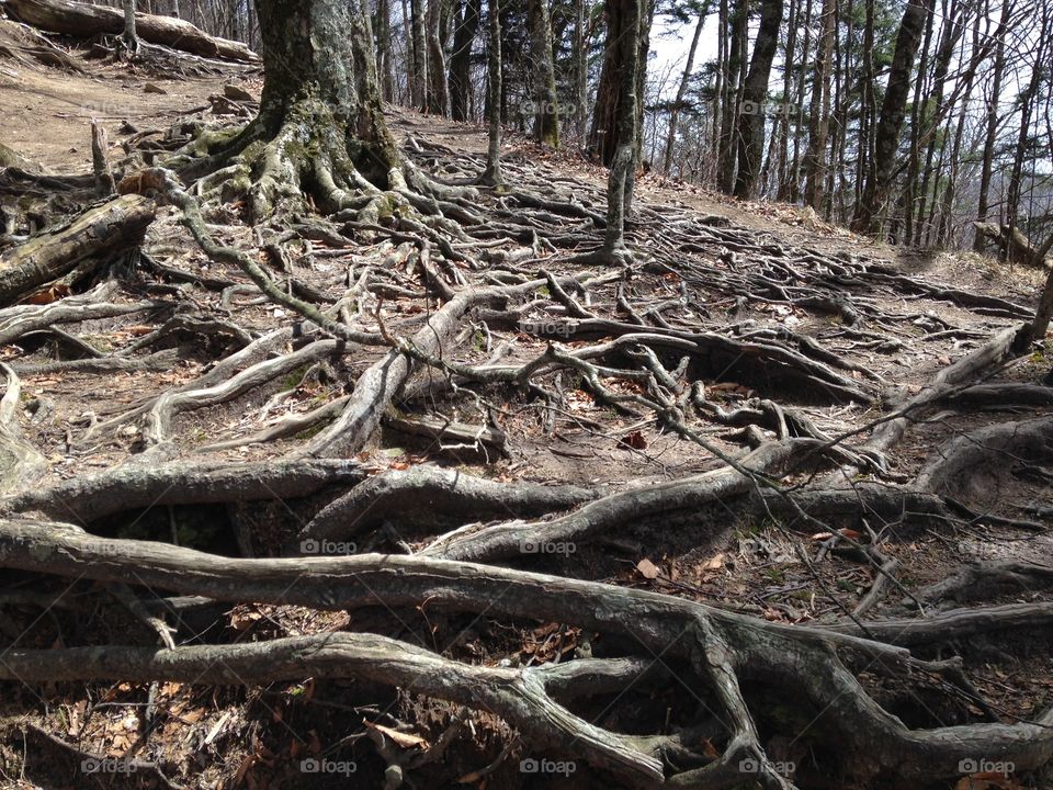 Great Smoky Mountains National Park