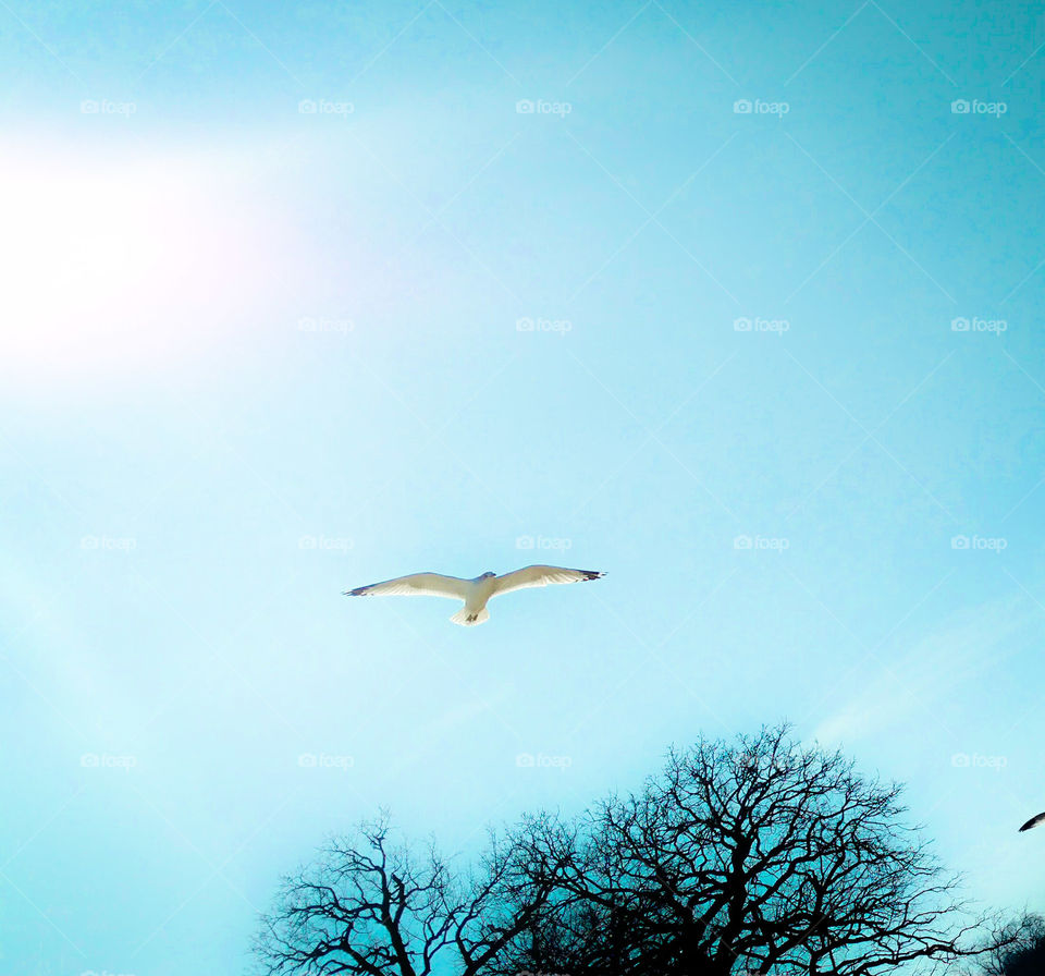 Gull in Flight