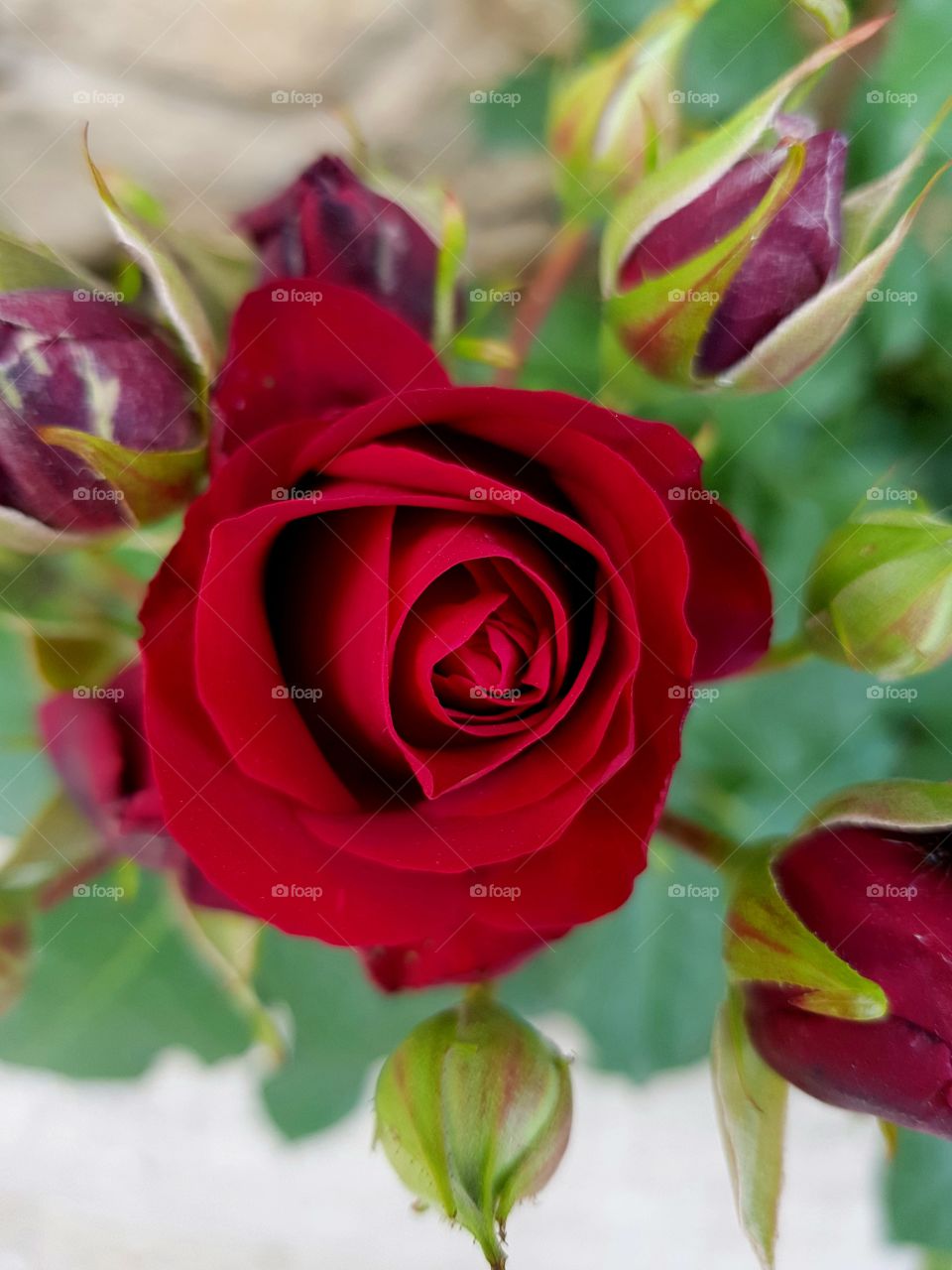 Red Rose