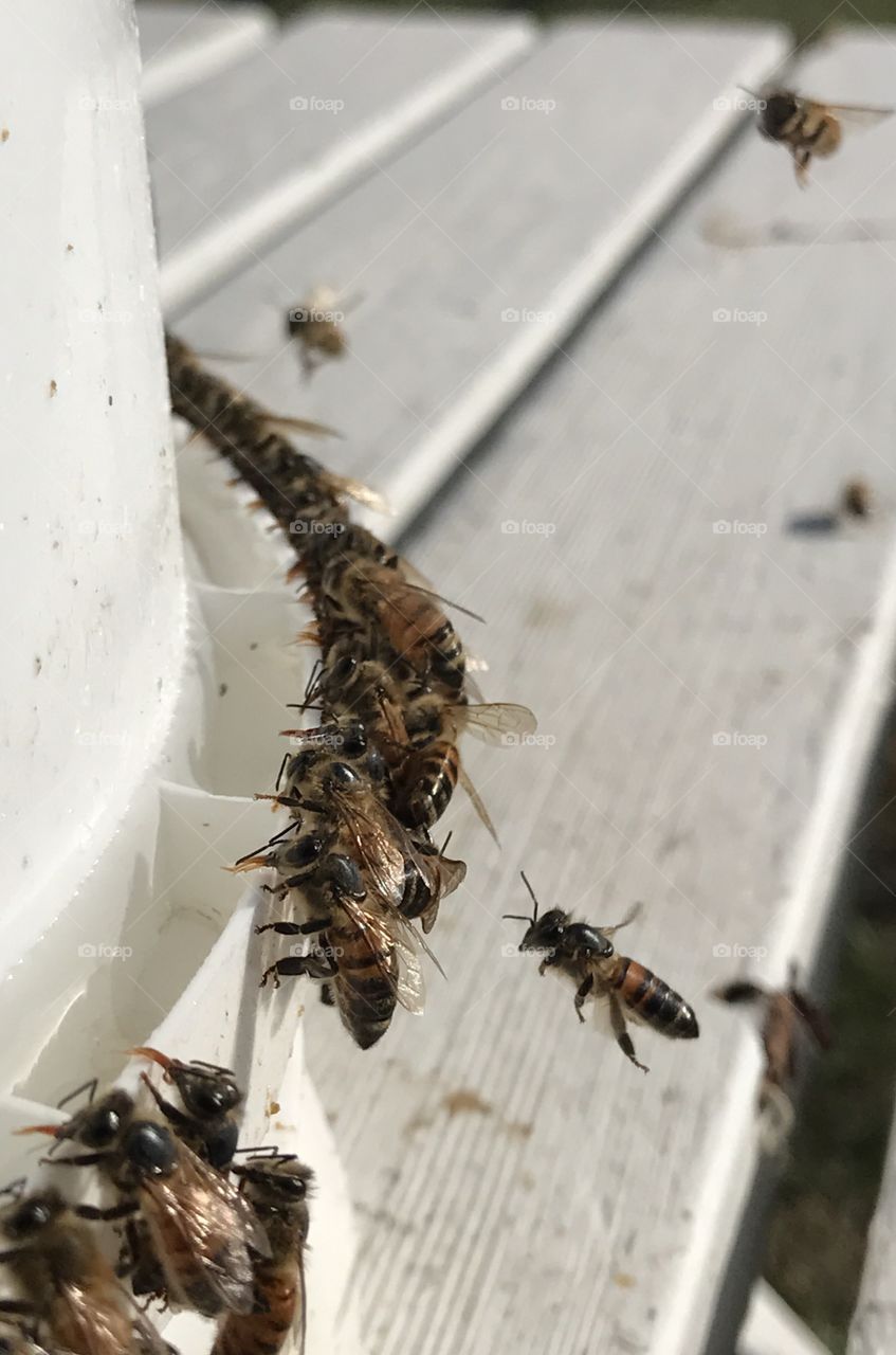 Bee Buffet, Honeybees Feeding