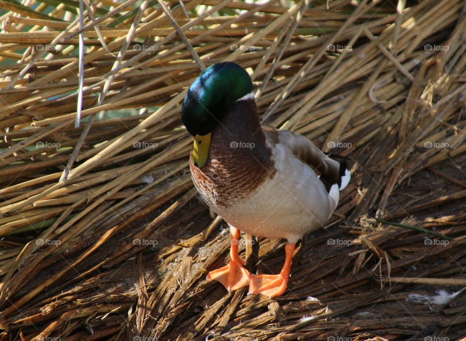 Mallard Duck in the Rushes