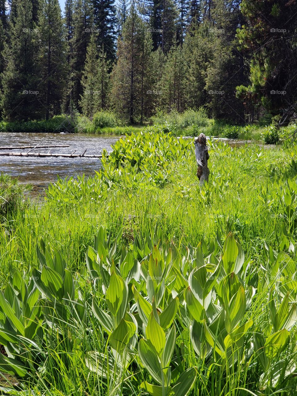 Thick green leafed lily plants along the lush green banks of the Deschutes River running through the forests of Central Oregon on a sunny summer day.