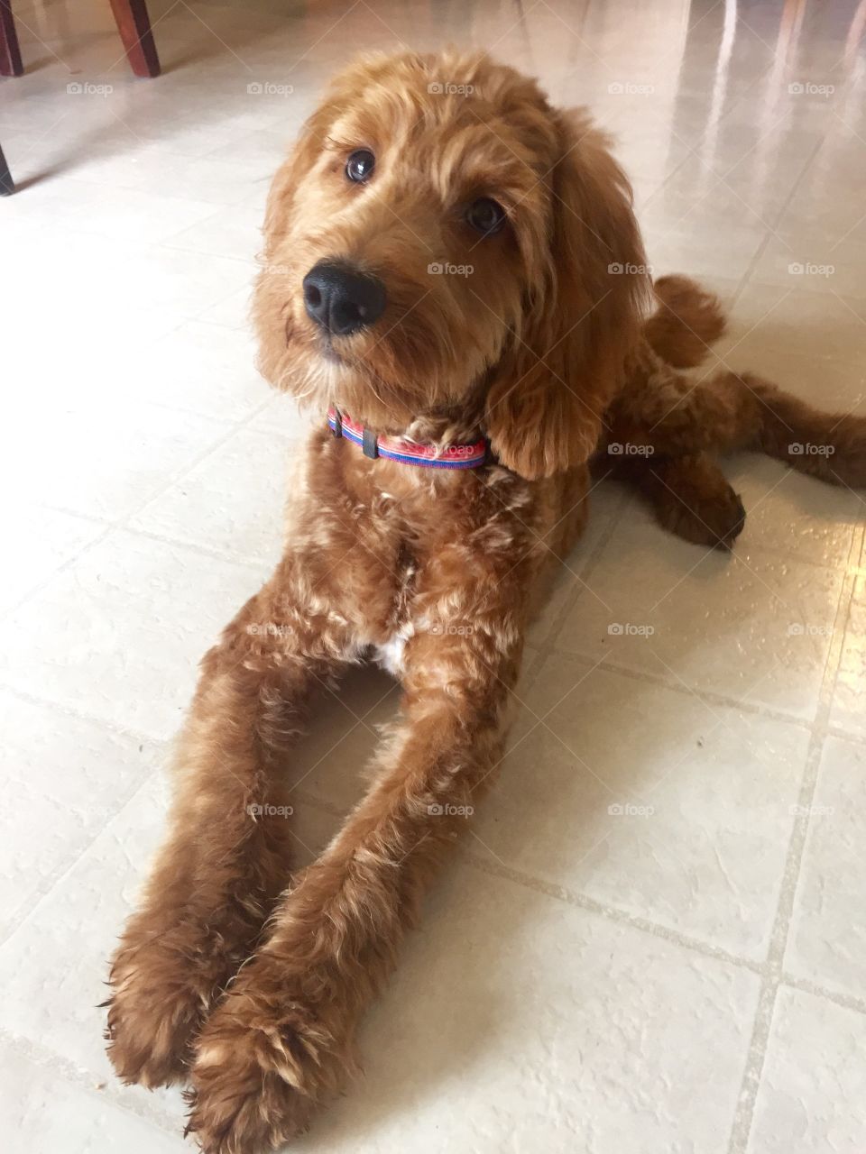 Goldendoodle puppy. 5 month old Finn