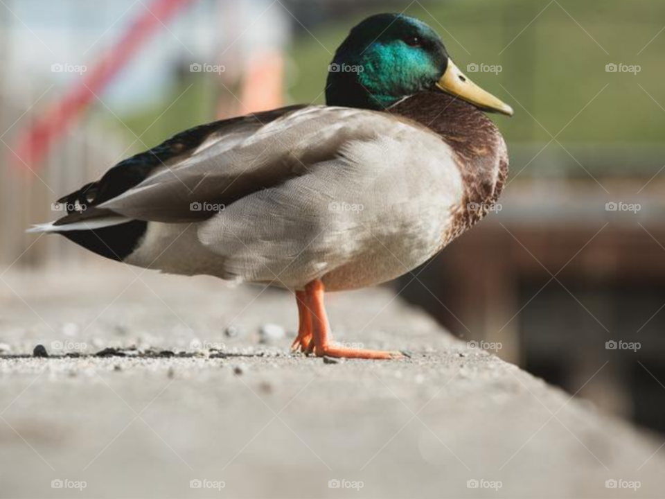 Mallard Duck In City