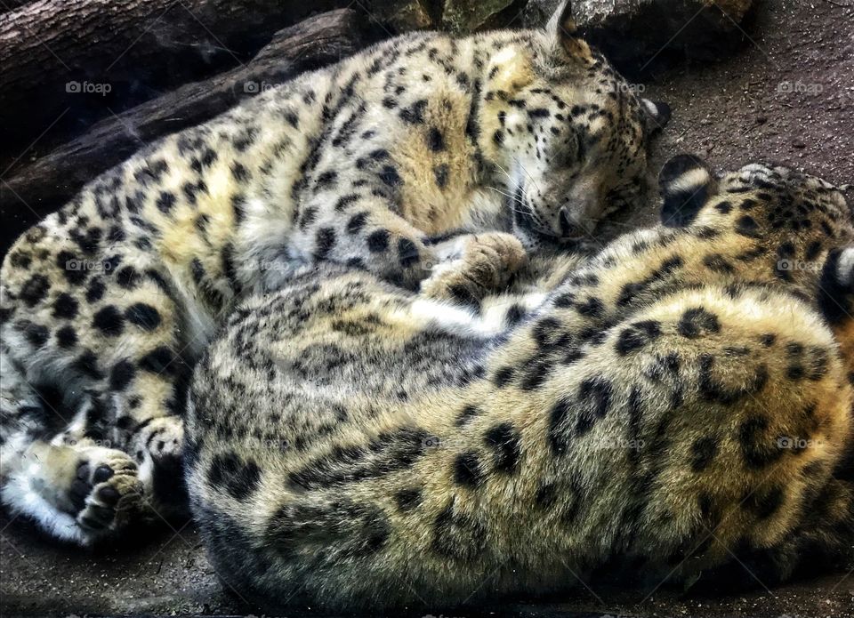 Two sleeping snow leopards—taken in Brookfield, Illinois 