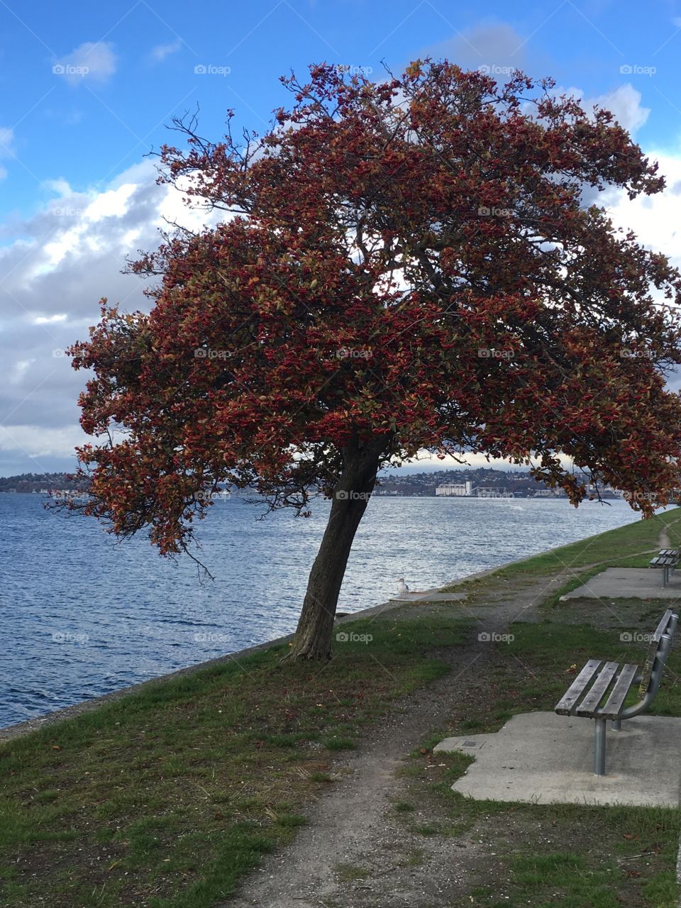 Autumn color at seaside 