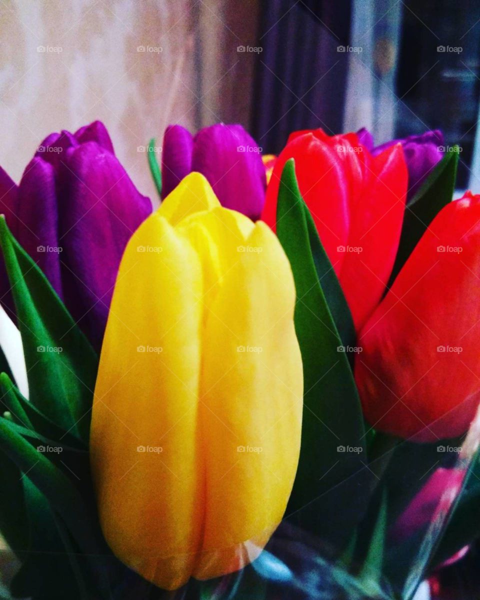 tulips