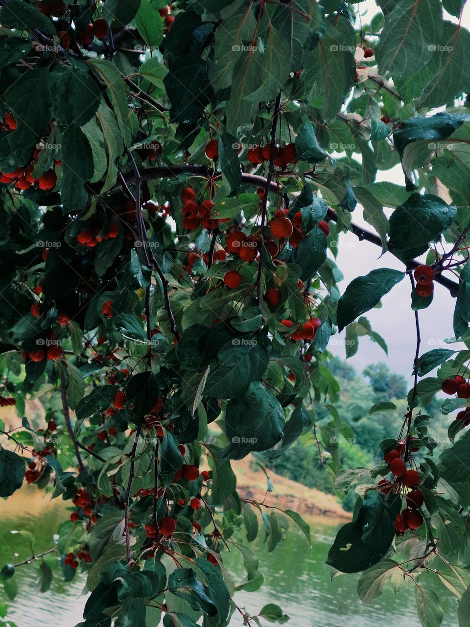 cranberries on the tree