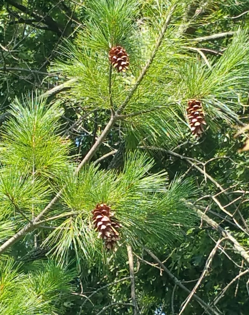 pinecones. neighbors planted Xmas tree several years ago.   now  it's covered in pinecones.