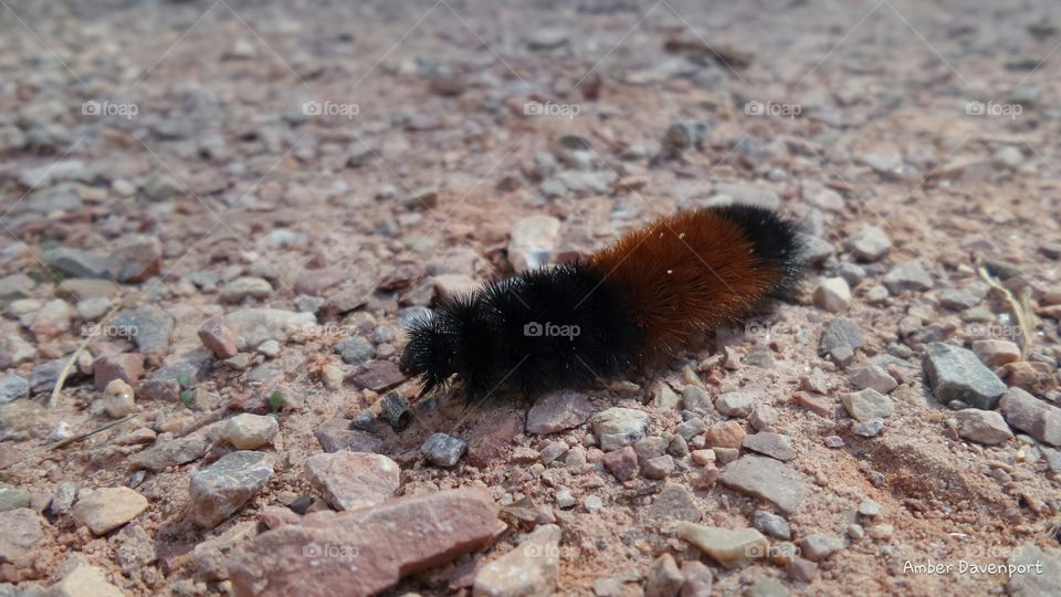 Fuzzy Catapiller