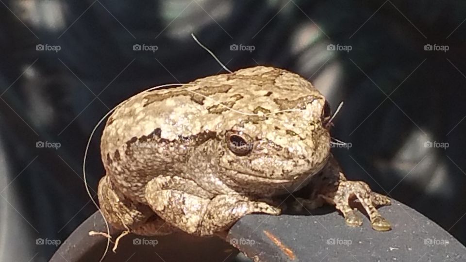 Frog