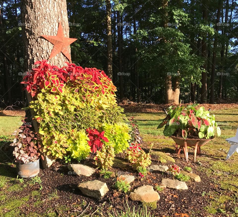 Pallet planting - vibrant Colius 