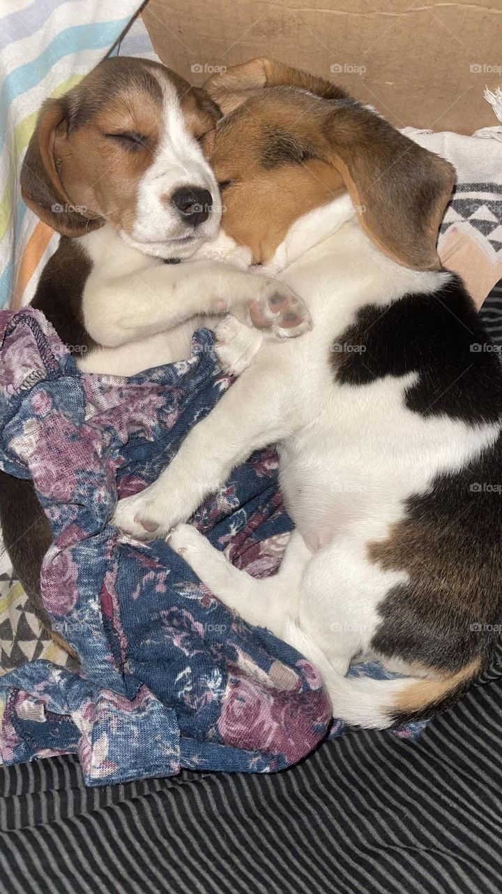 Animals are such agreeable friends - they ask no questions; they pass no criticisms.