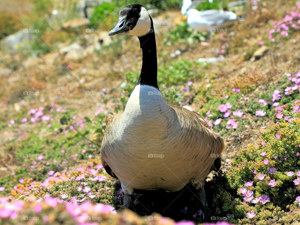 Canada goose