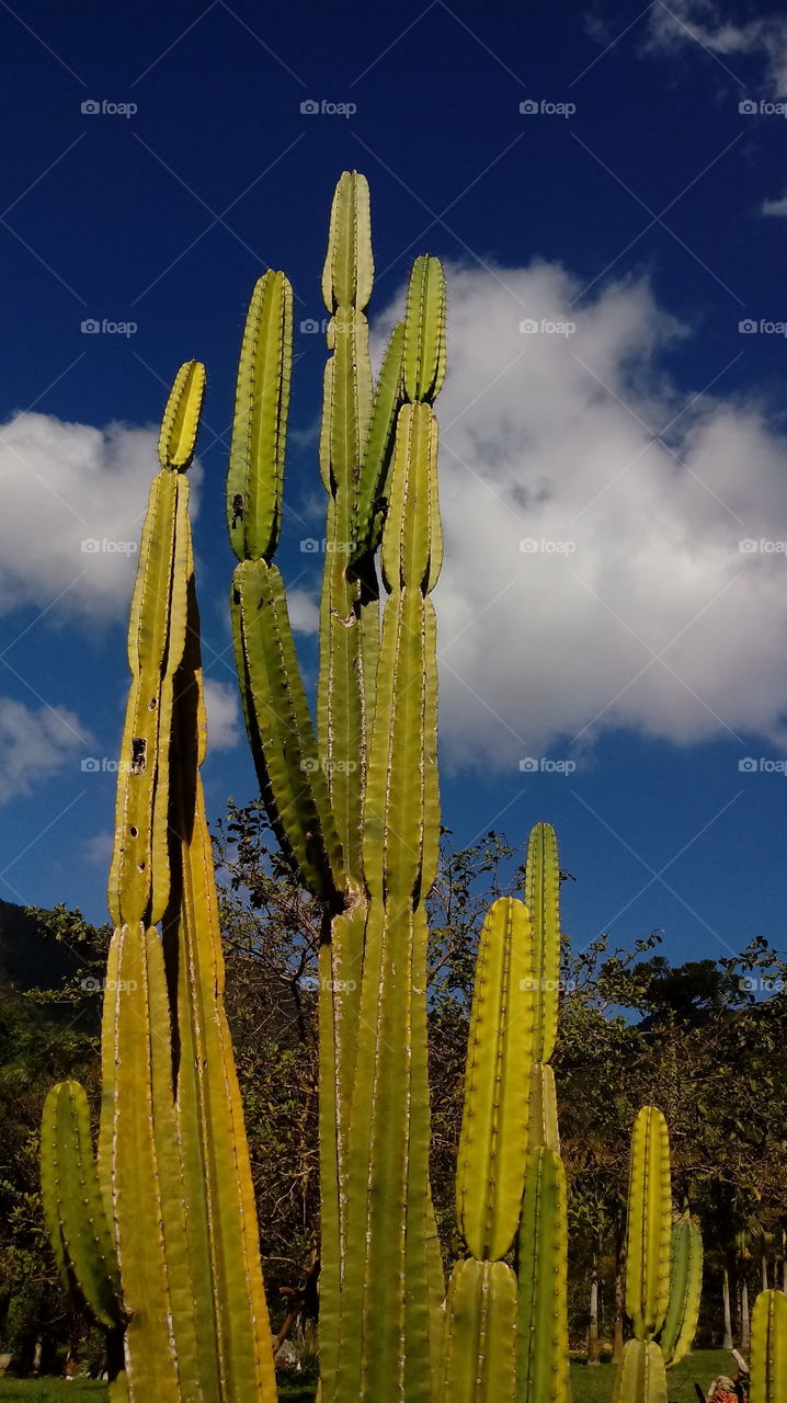 CACTUS ENVIRONMENT NATURE
