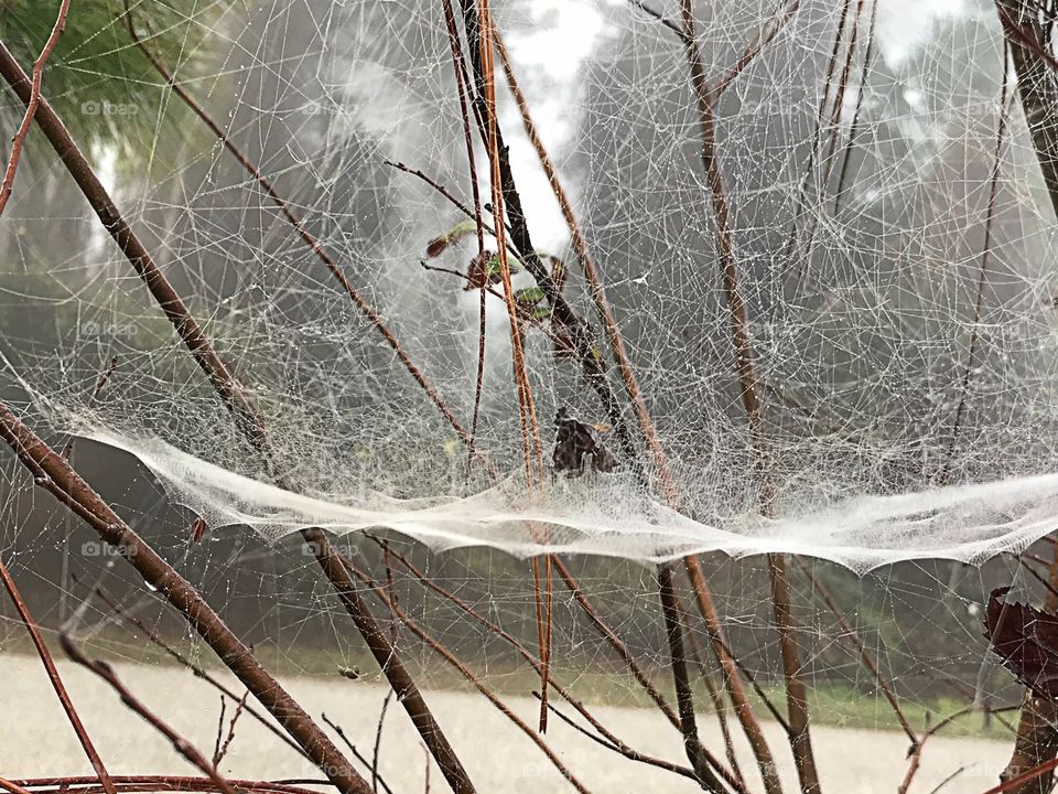 Intricate web