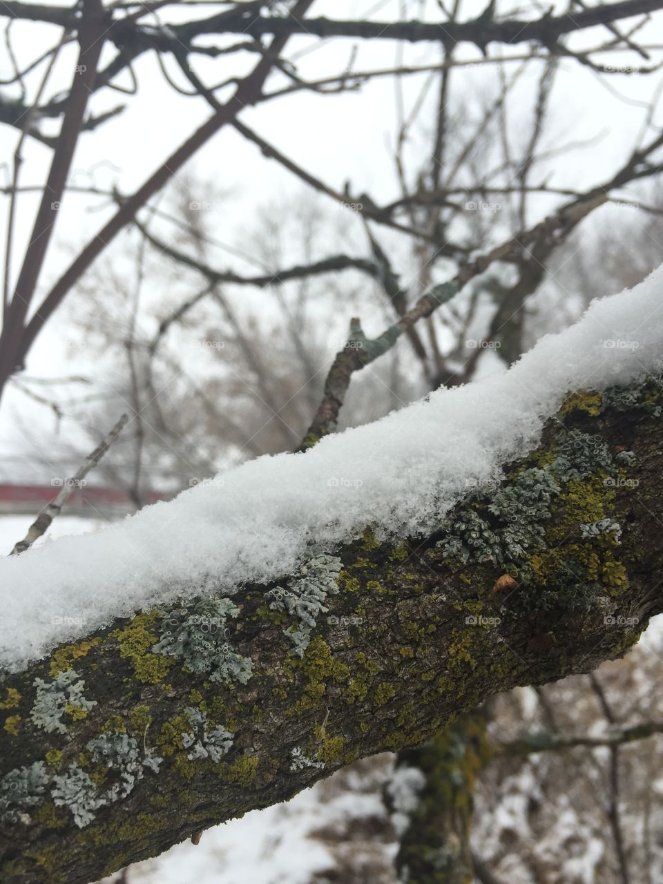 Tree, Snow, Winter, Wood, Cold