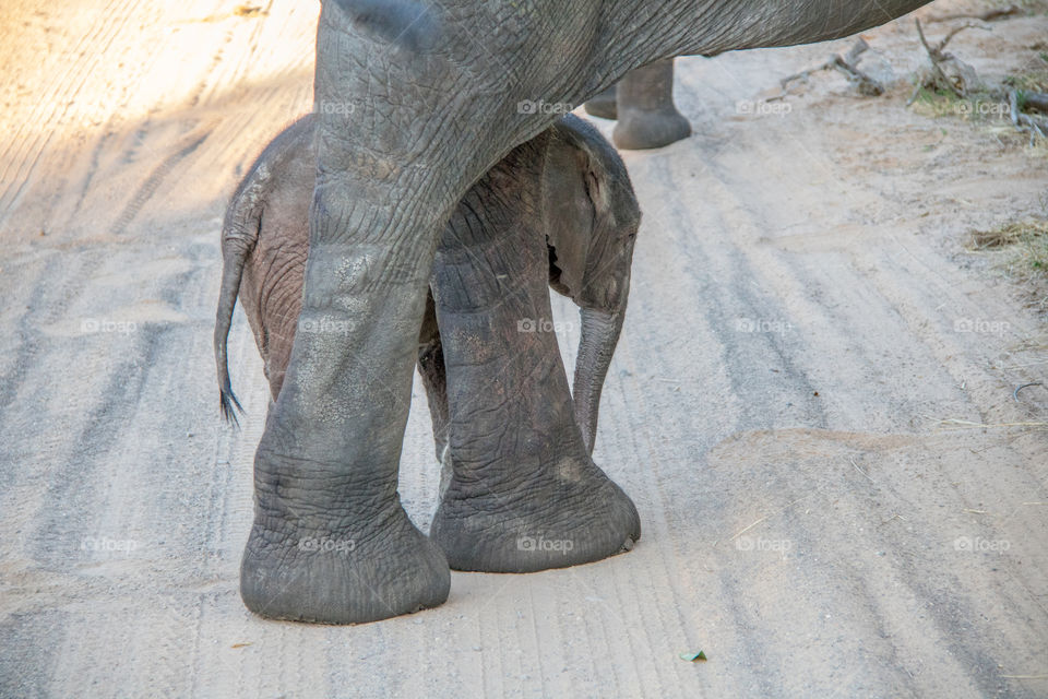 Mom and baby elephants 