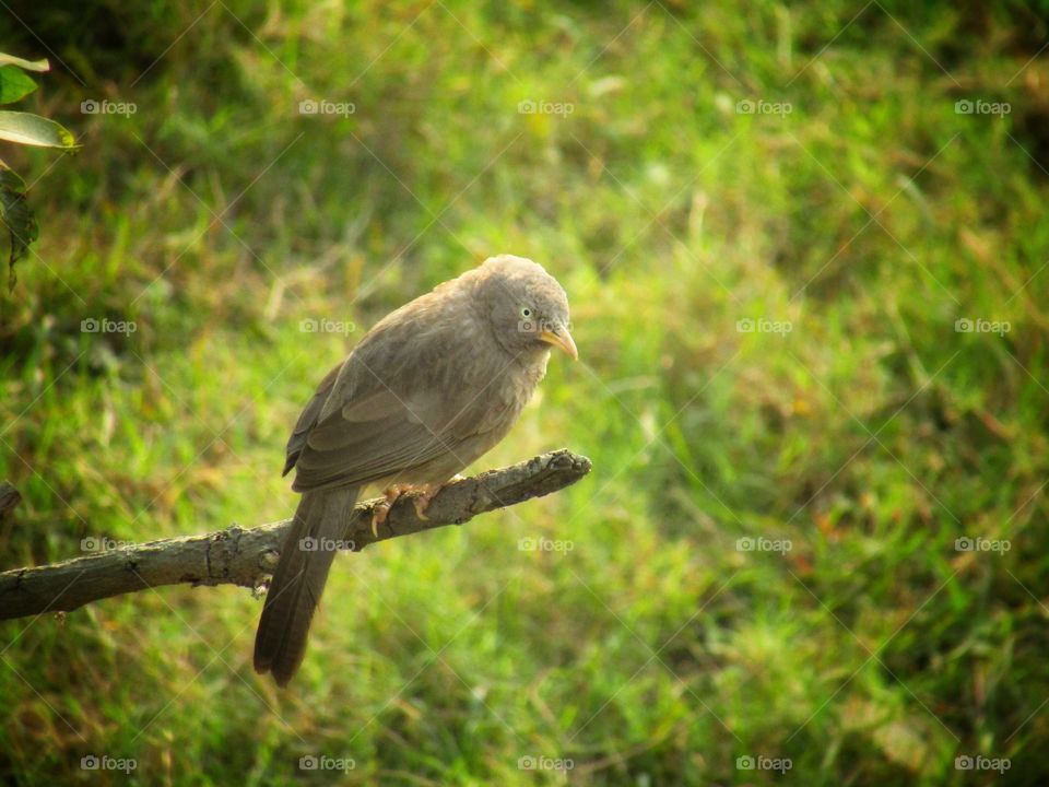 Jungle babbler bird or (Turdoides striata) or beautiful seven sisters or angry bird