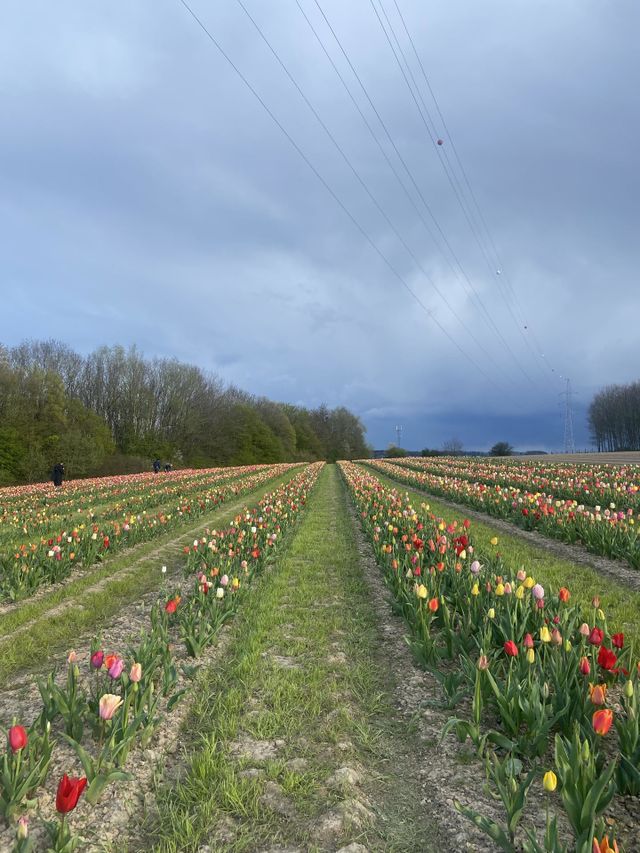 Tulipes