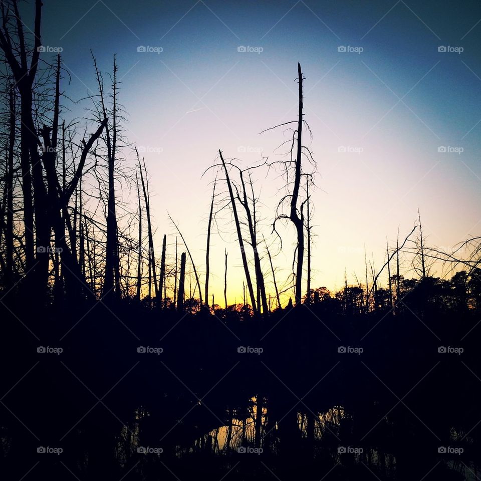 The secrets of the forest 