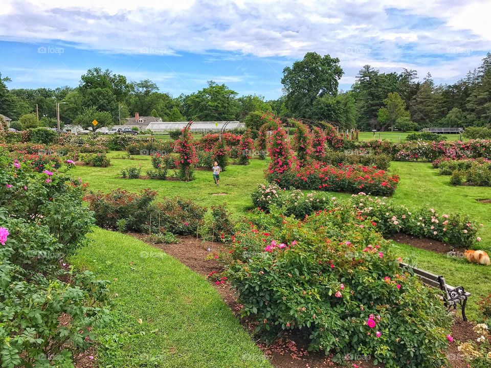 Rose Conservancy 