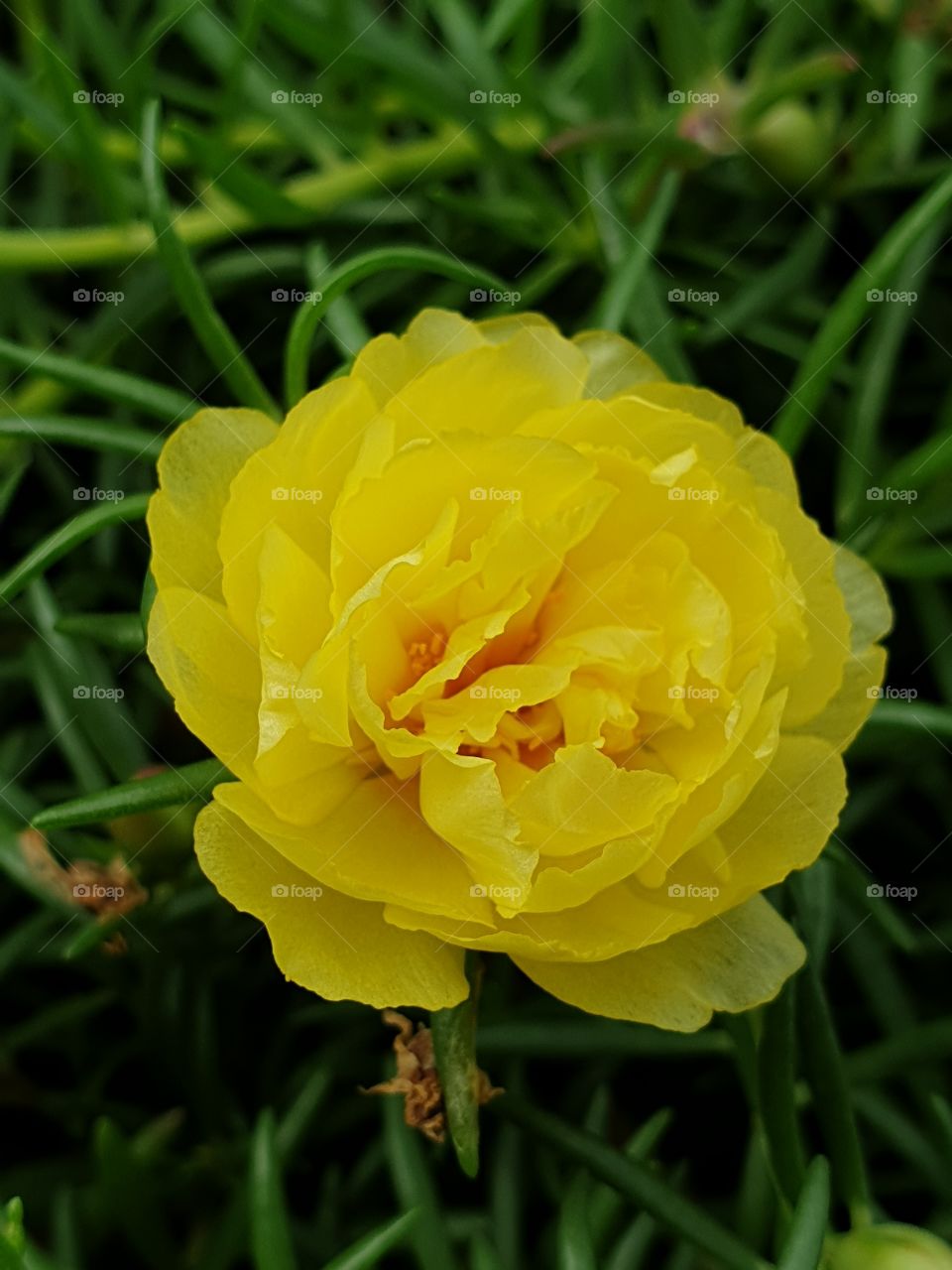 my beautiful Portulaca grandiflora