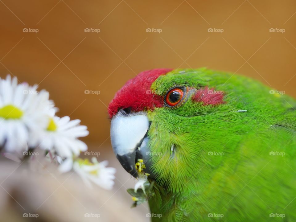 Close up of kakariki parakeet feeding daisy flowers