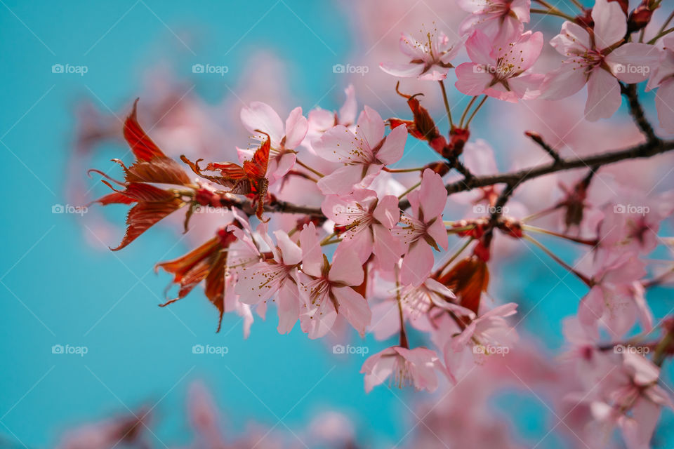 When trees start blooming in pink color.