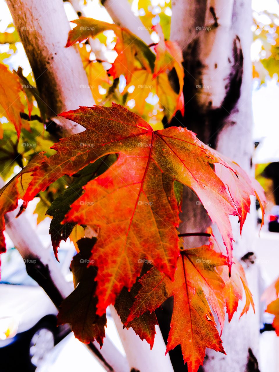 Autumn leaf