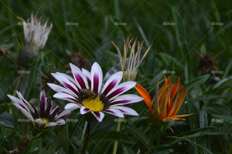 Amazing flower