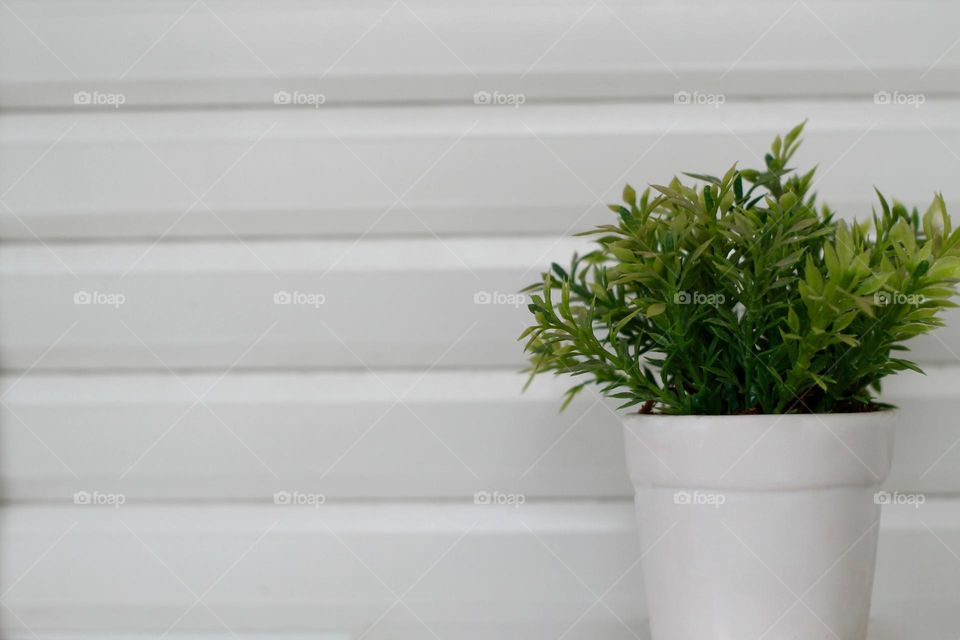 white plant pot on white window