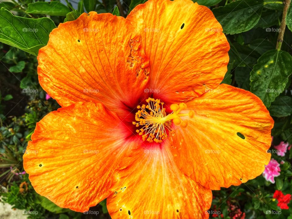 Hibiscus Flower 