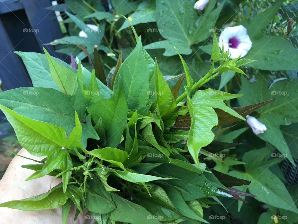 Sweet potato leaves and flowers