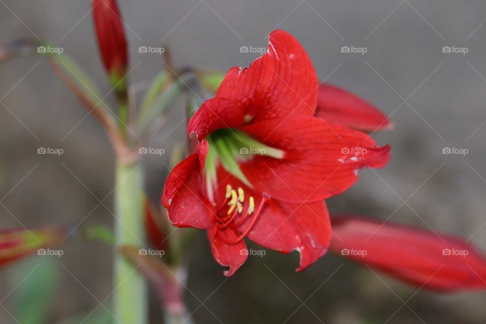 red flower
