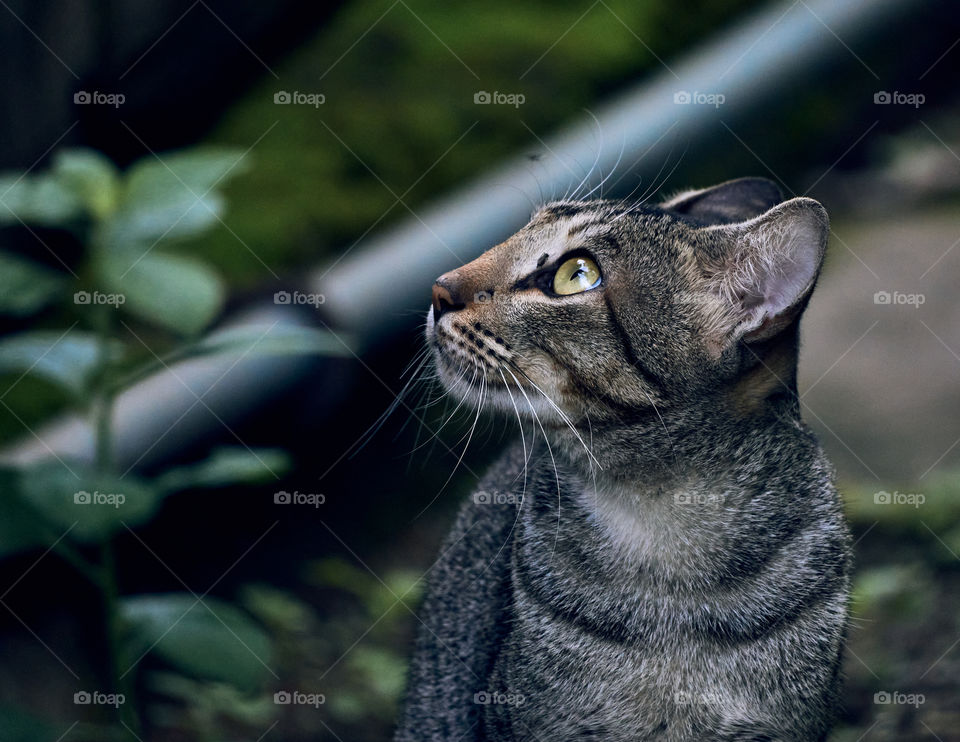 Domestic cat  - Egyptian mau  - closeup