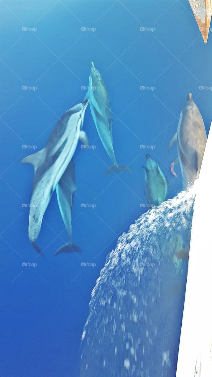 Dolphin race