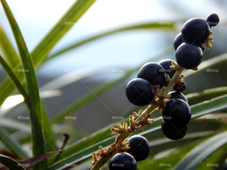  Close up of berries 