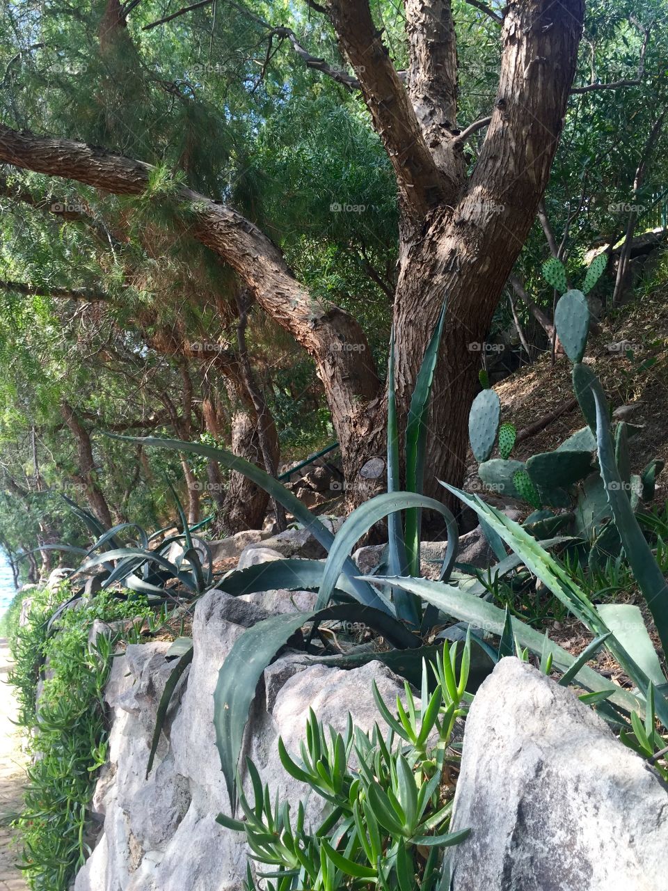 Plants and trees of Mediterranean 